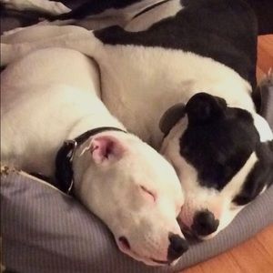 Meet your Posher, Anne